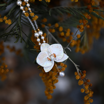 White Moth Orchid